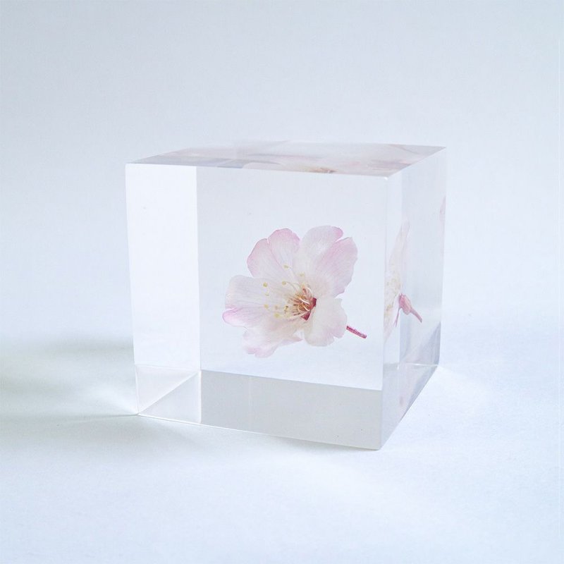 Sola cube 小松乙女樱花立方块_心灵之美 - 摆饰 - 植物．花 透明