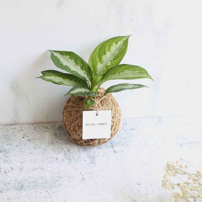 PD15 黛粉叶小苔球 / 室内植物 - 植栽/盆栽 - 植物．花 
