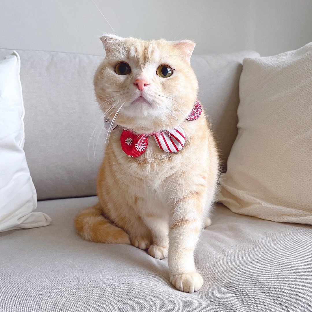 【恰氏手作】新年红小清新宠物领巾猫咪狗狗宠物项圈服装蝴蝶结 - 项圈/牵绳 - 棉 