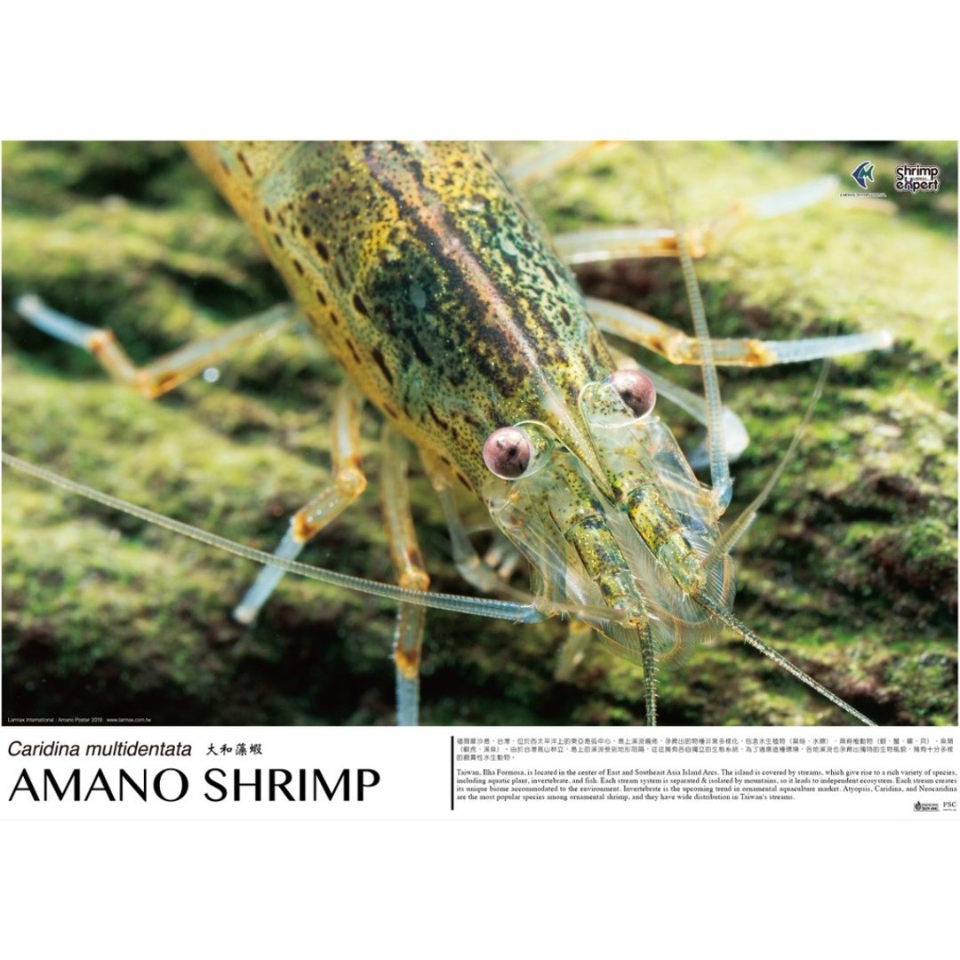 拉玛国际  虾专家 联名海报 - AMANO SHRIMP 2019 - 墙贴/壁贴 - 纸 白色