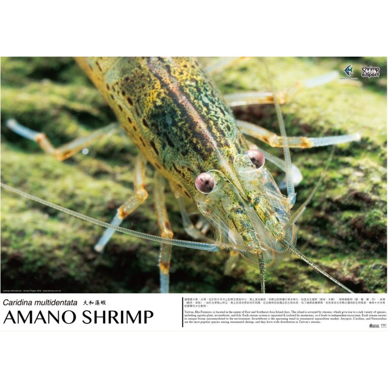 拉玛国际  虾专家 联名海报 - AMANO SHRIMP 2019 - 墙贴/壁贴 - 纸 白色