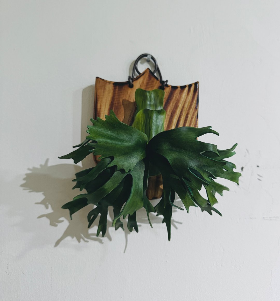 佛朗明哥皮革鹿角蕨(深绿X千手皇冠) - 植栽/盆栽 - 真皮 
