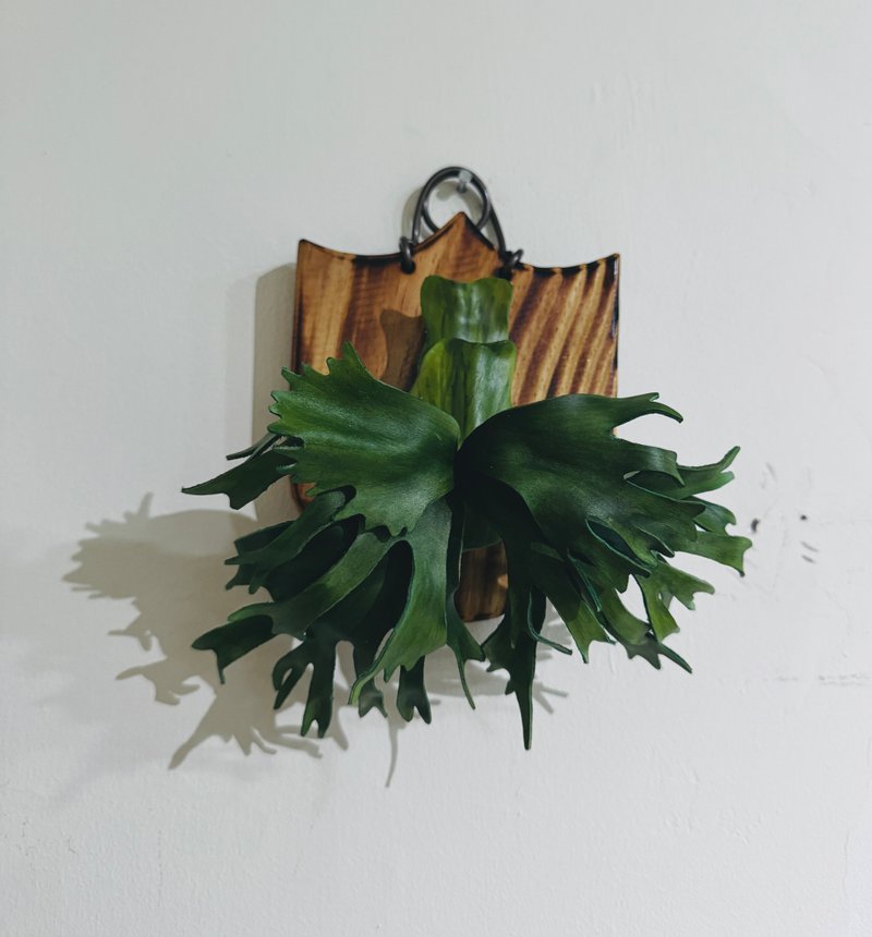 佛朗明哥皮革鹿角蕨(深绿X千手皇冠) - 植栽/盆栽 - 真皮 