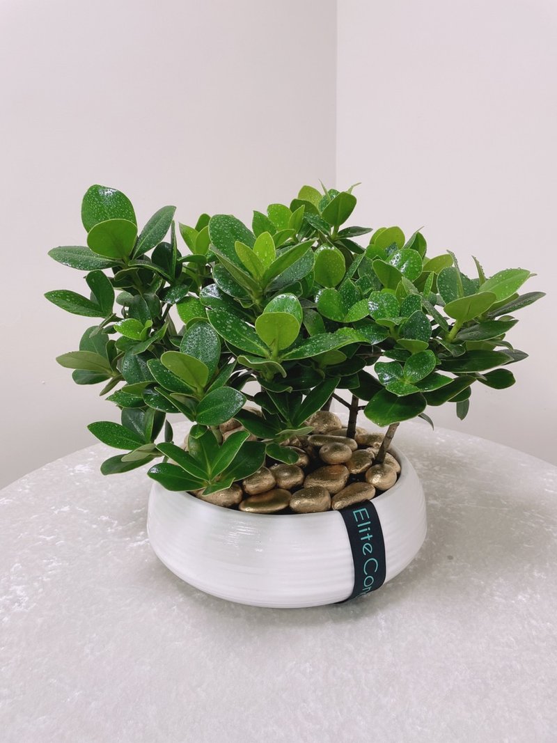 福气生财 | 桌上盆栽 - 植栽/盆栽 - 植物．花 绿色