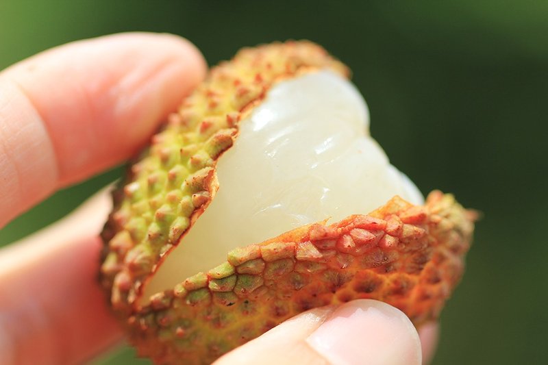 欢喜玉荷包3台斤 / 香港可配送 - 其他 - 新鲜食材 白色