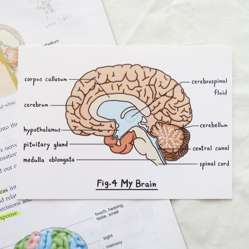 想念你 / 生物学 大脑明信片 器官解剖图 - 卡片/明信片 - 纸 