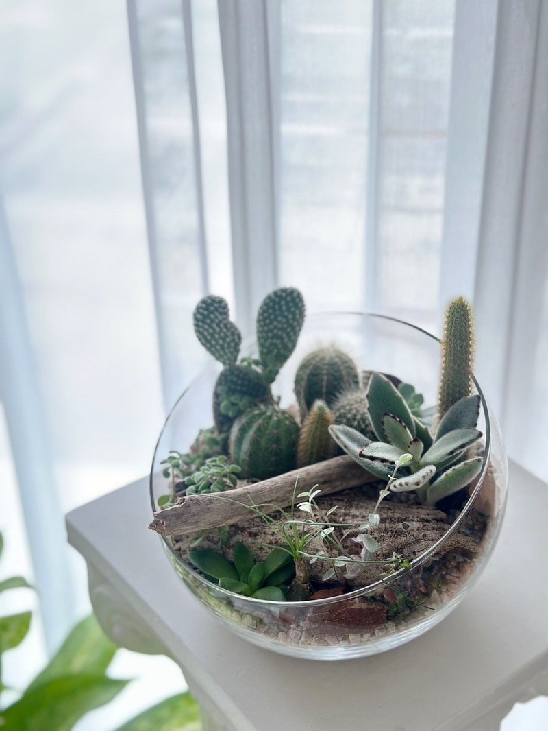 【体验】| 桃园青埔 | 企业教学 绿植仙人掌组盆 - 植栽 - 植物．花 