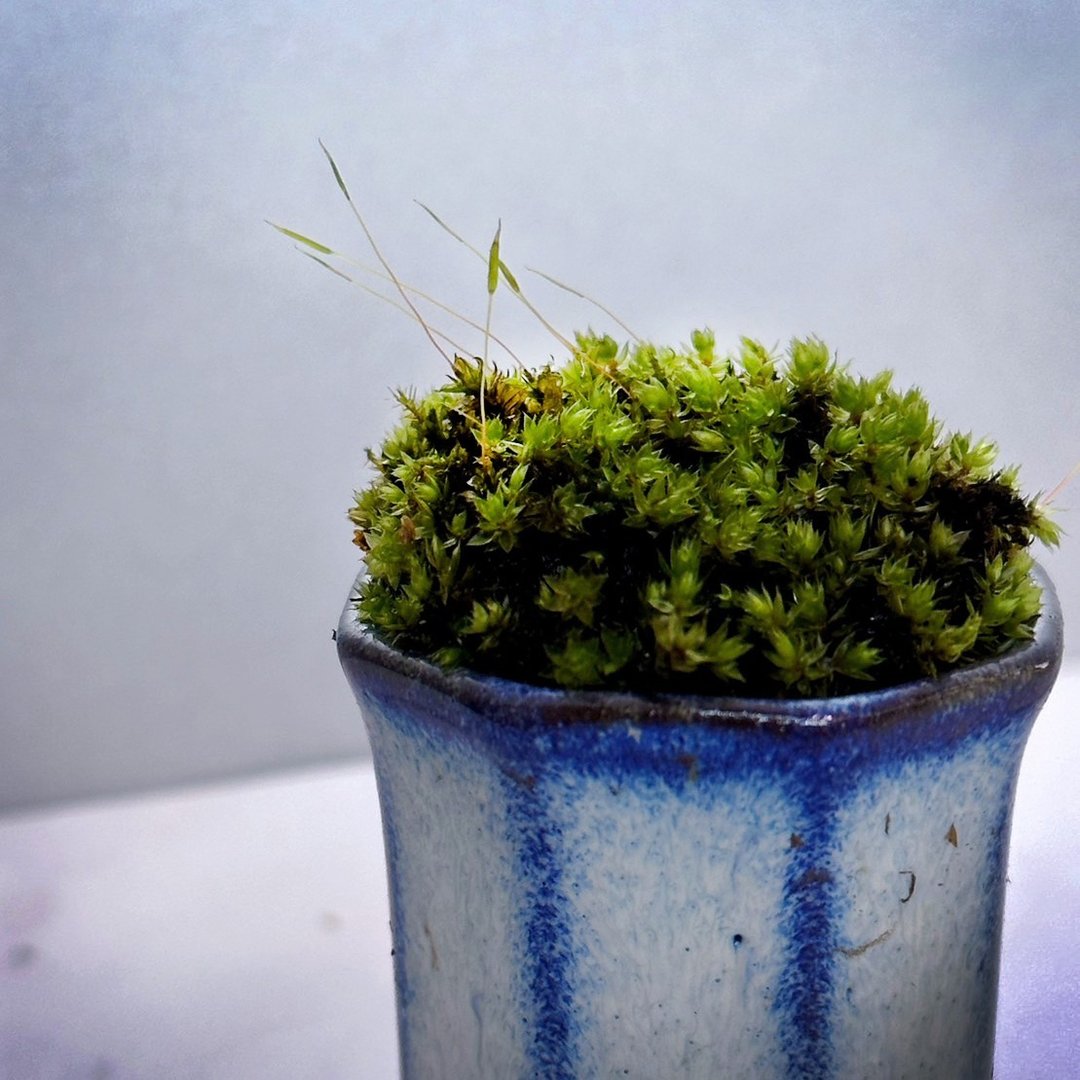 苔藓拇指盆 / 泥炭苔/ 大羽苔/ 白发藓/ 比拉真苔/ 鞭苔/ 大 - 植栽/盆栽 - 植物．花 