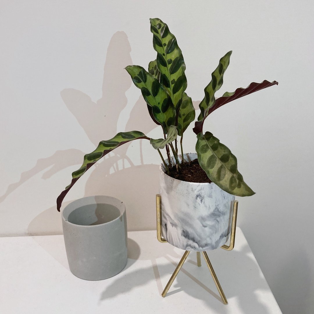 圆形盆器 - 花瓶/陶器 - 水泥 白色