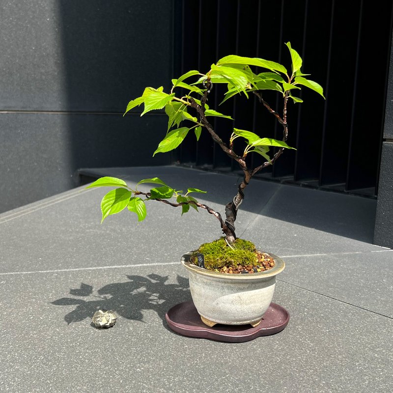 千岛樱クルサル∣原株中品樱花盆栽 - 植栽/盆栽 - 陶 