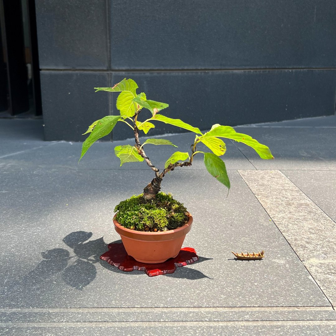 松前花笠樱 ハナガサ∣小品樱花盆栽 A - 植栽/盆栽 - 陶 