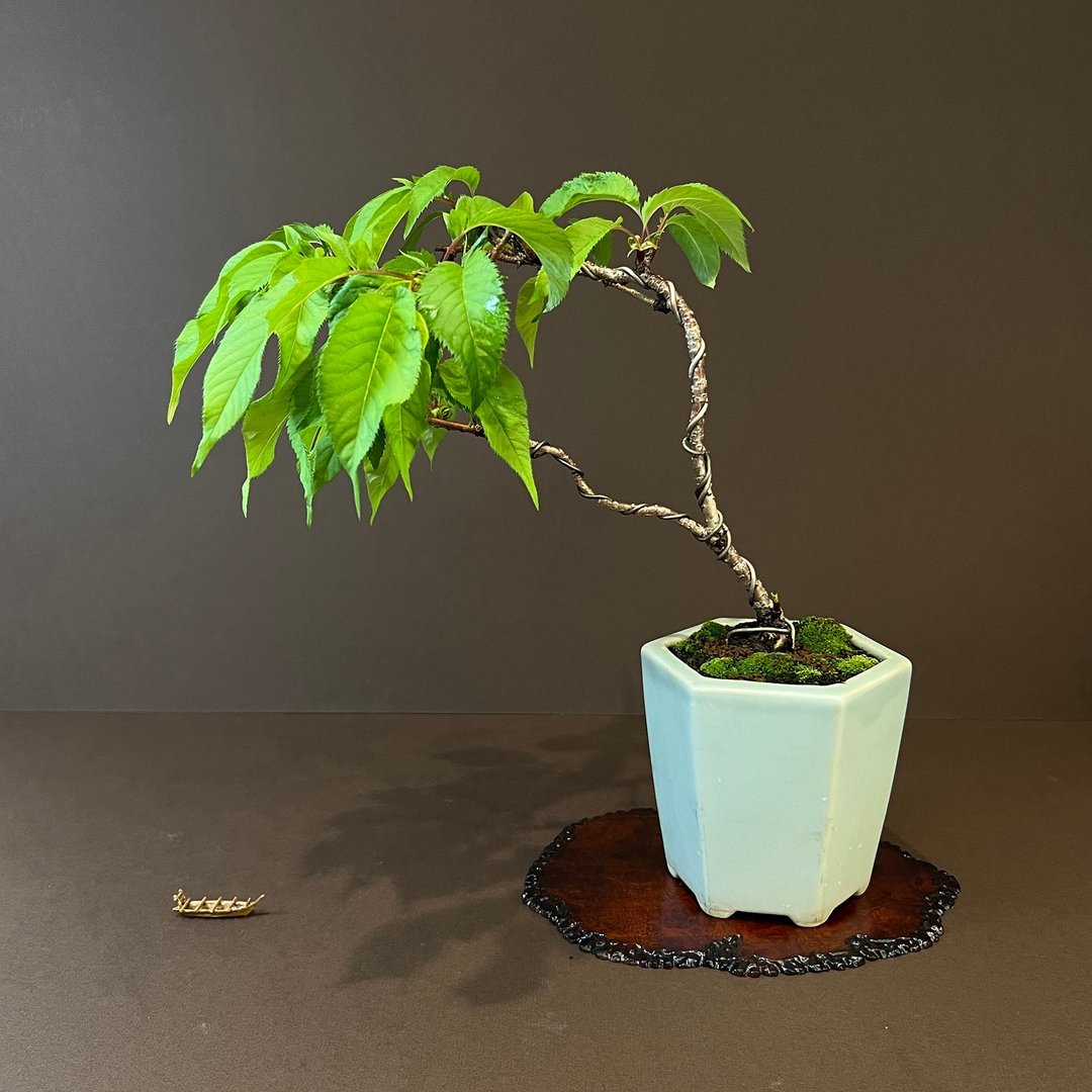 松前花笠樱 ハナガサ∣小品樱花盆栽 A - 植栽/盆栽 - 陶 