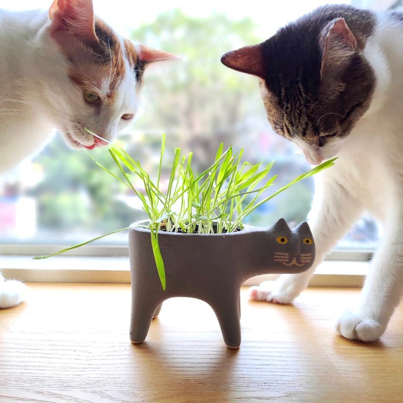 新春礼盒 小麦 大麦 猫草种子 材料包 DIY材料包  猫用品 猫花盆 - 植栽 - 陶 