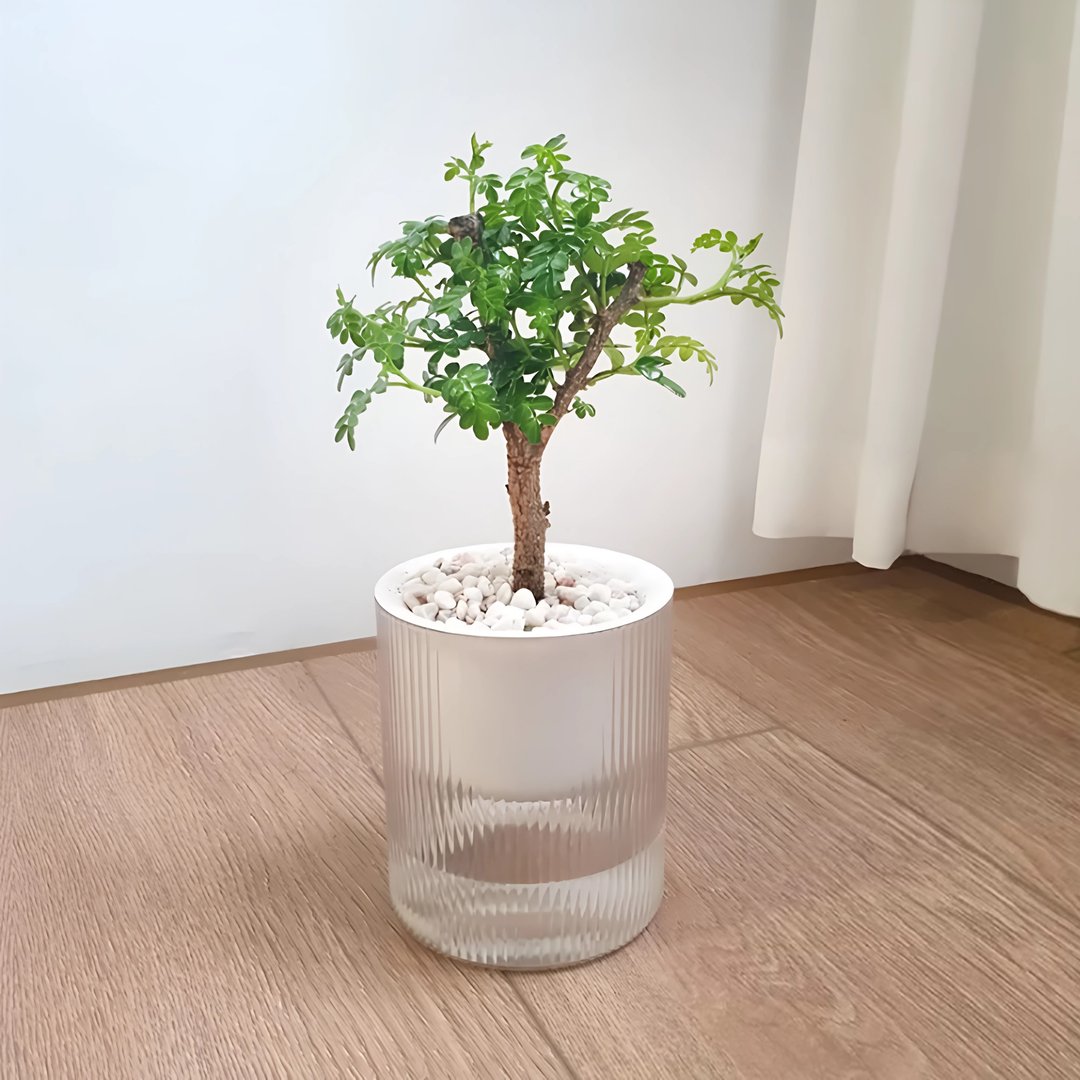 胡椒木吸水盆栽 疗愈清香小树 - 植栽/盆栽 - 塑料 绿色