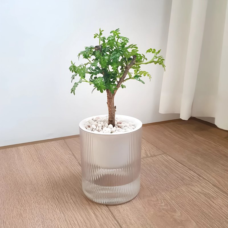 胡椒木吸水盆栽 疗愈清香小树 视觉与香气兼具 - 植栽/盆栽 - 塑料 绿色