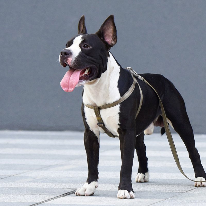 【DOGNESS多尼斯】挑战者系列宠物胸背带(4色) - 宠物背带 - 其他 - 其他材质 多色