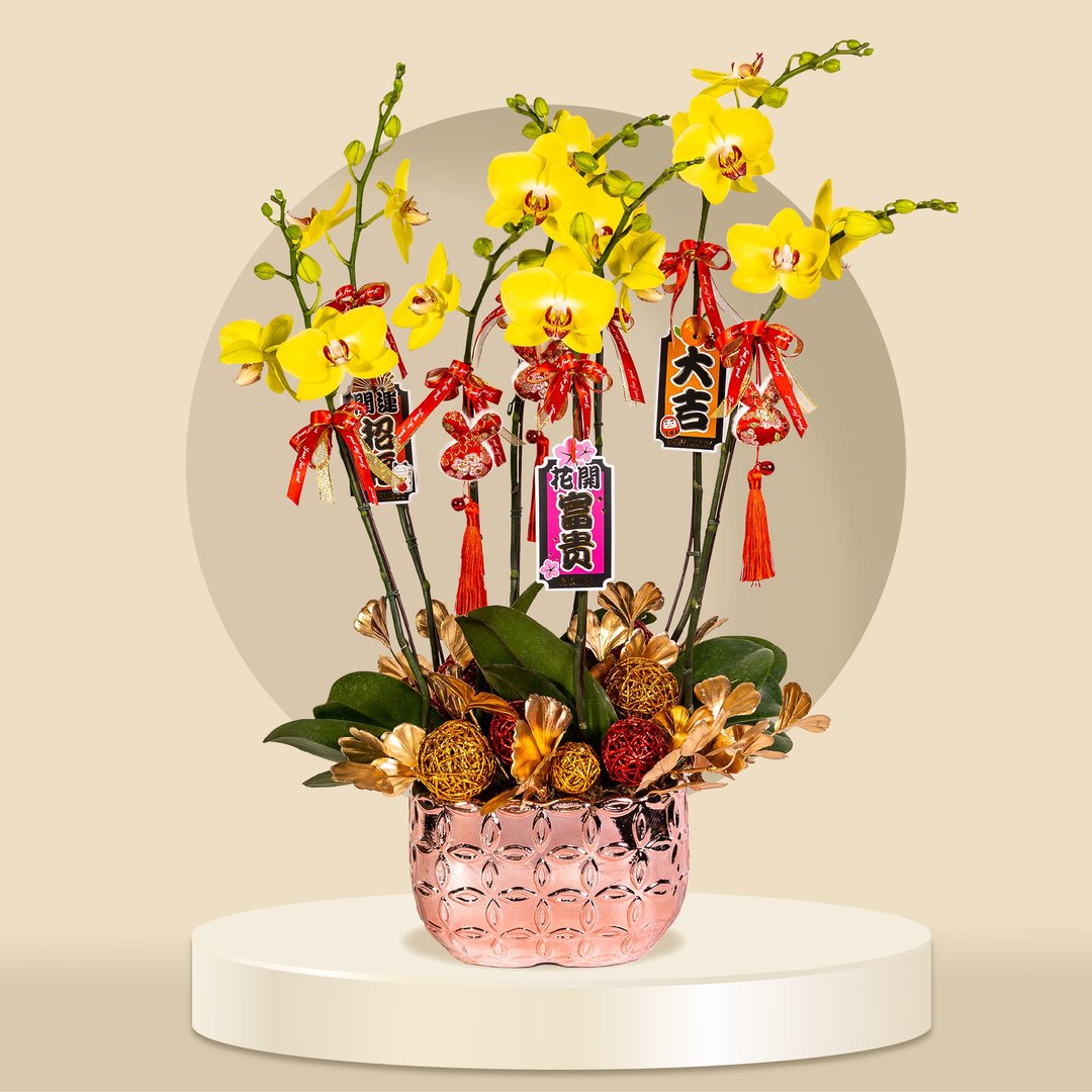 中花蝴蝶兰大王蜂6棵 (GF00066) 兰花 新春兰花 年花 自家兰花园 - 植栽/盆栽 - 植物．花 