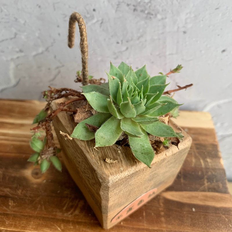 手工木作设计 盆栽摆饰 多肉植物 老虎卷绢 - 植栽/盆栽 - 木头 