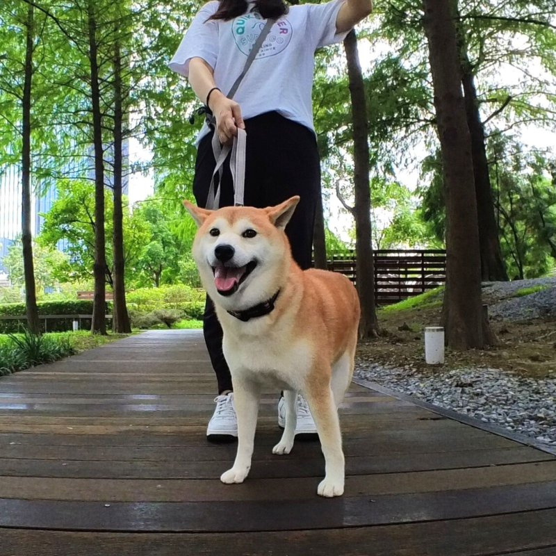 Woofy Woofy 多功能牵绳 210cm 跑步牵绳 极致灰 宠物牵绳 - 项圈/牵绳 - 聚酯纤维 灰色