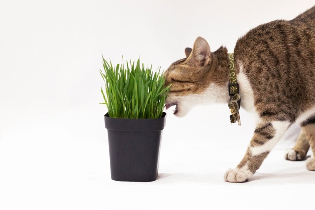 毛小孩的天然小菜 小麦草盆栽/猫咪/狗狗/兔子蔬菜 (1入) - 植栽/盆栽 - 植物．花 绿色