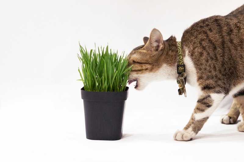 毛小孩的天然小菜 小麦草盆栽/猫咪/狗狗/兔子蔬菜 (1入) - 植栽/盆栽 - 植物．花 绿色