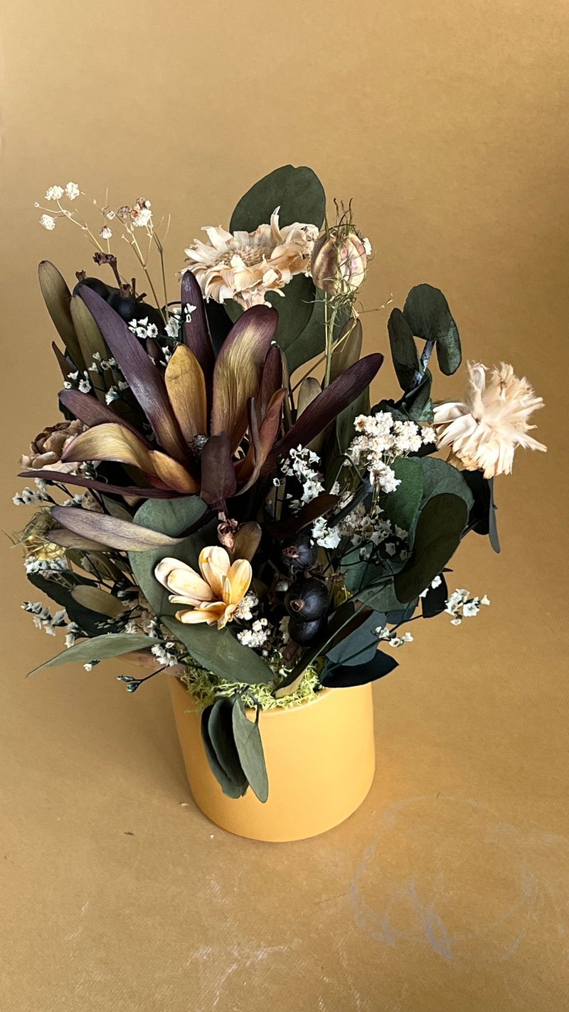 缓缓的 非洲郁金香 - 干燥花/捧花 - 植物．花 多色