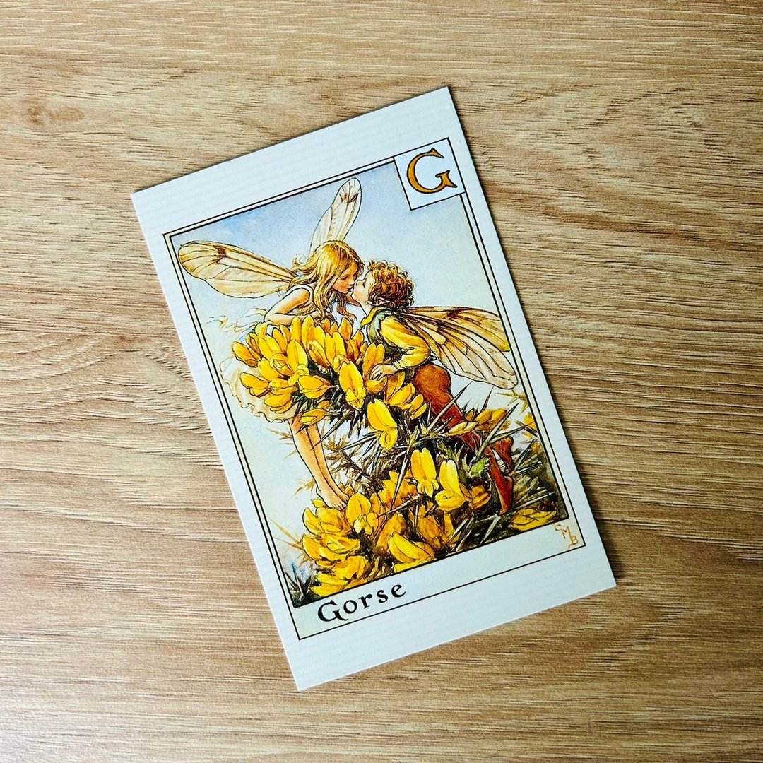 花仙子 字母系列 经典明信片 - Gorse/ 金雀花 - 卡片/明信片 - 纸 
