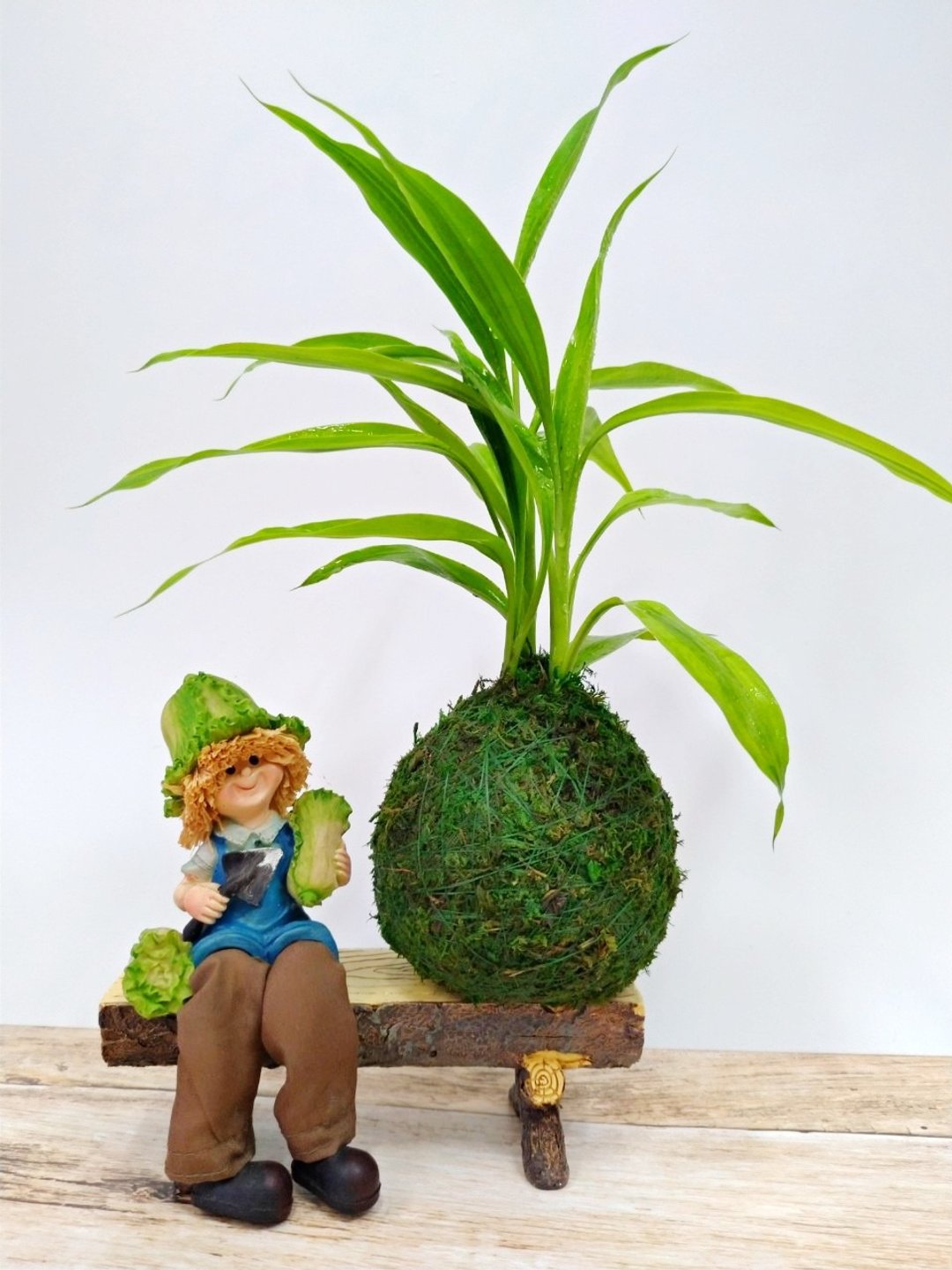 居家幸福苔球 苔玉 绿色水苔 五行幸运植物 黄金竹 - 植栽 - 植物．花 