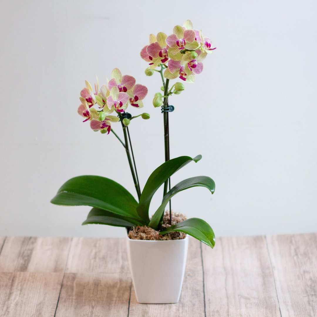 三色鸟蝴蝶兰 | 单株 - 植栽/盆栽 - 植物．花 橘色