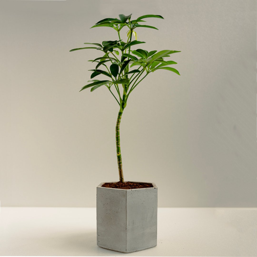 鹅掌藤│泥作系列│福所栽 - 植栽/盆栽 - 水泥 绿色