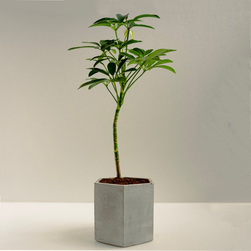 鹅掌藤│泥作系列│福所栽 - 植栽/盆栽 - 水泥 绿色