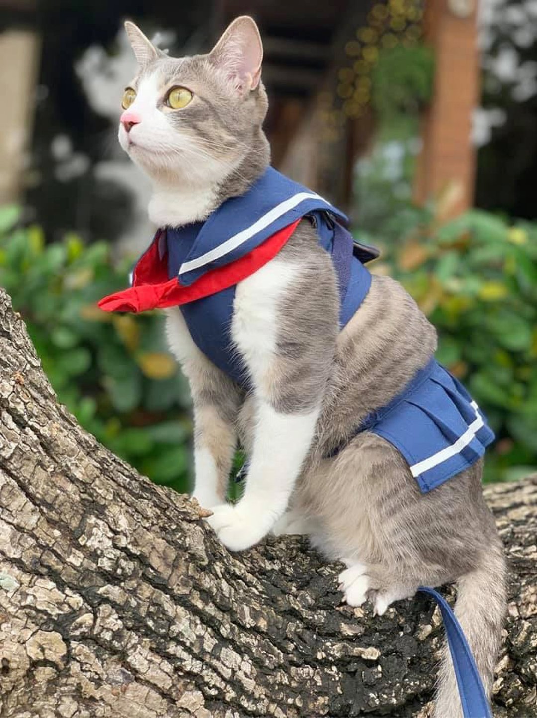 高校制服胸背带 【猫狗通用】宠物胸背 含牵绳 - 衣/帽 - 其他材质 