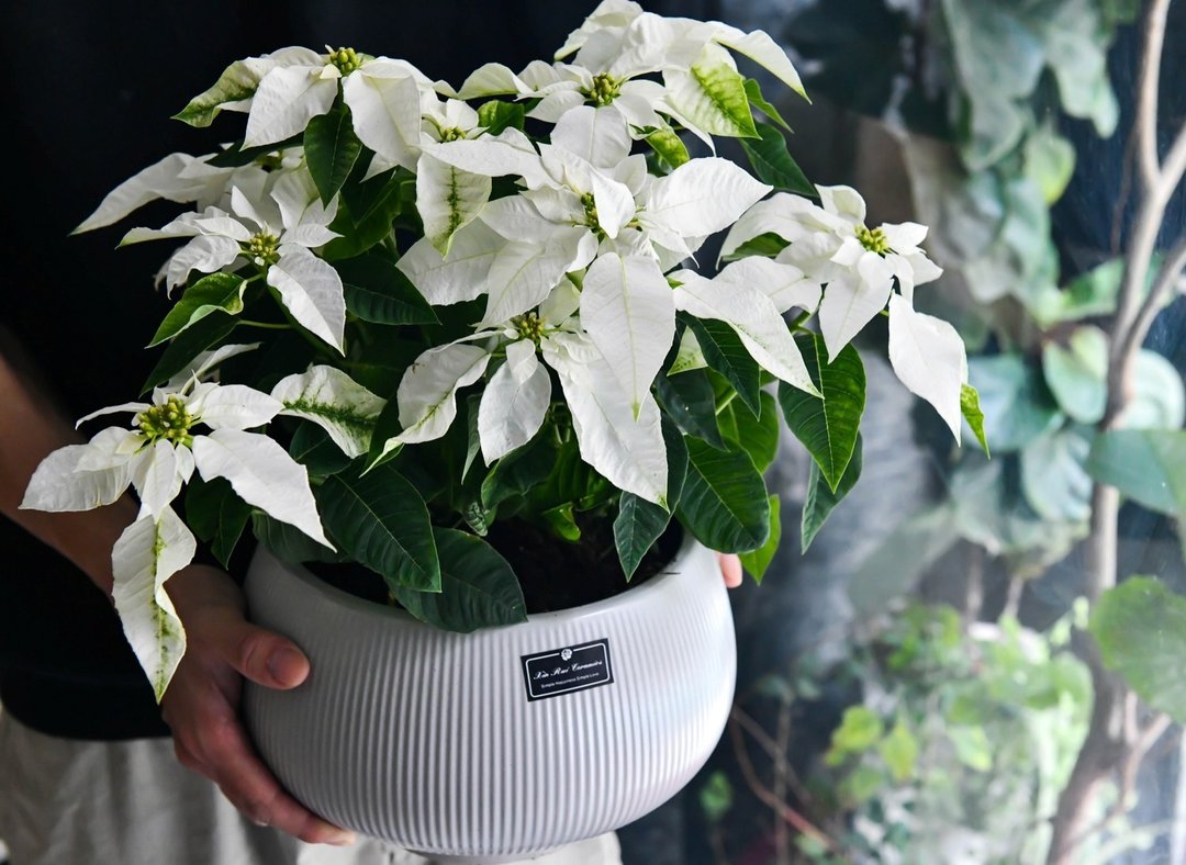 圣诞白雪 - 植栽/盆栽 - 植物．花 白色