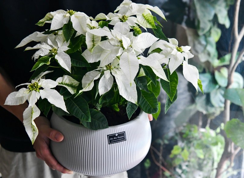 圣诞白雪 - 植栽/盆栽 - 植物．花 白色