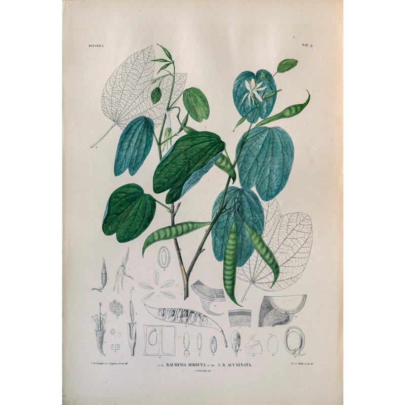 粗毛羊蹄甲 Bauhinia Hirsuta - 植物图鉴-版画 - 海报/装饰画/版画 - 纸 