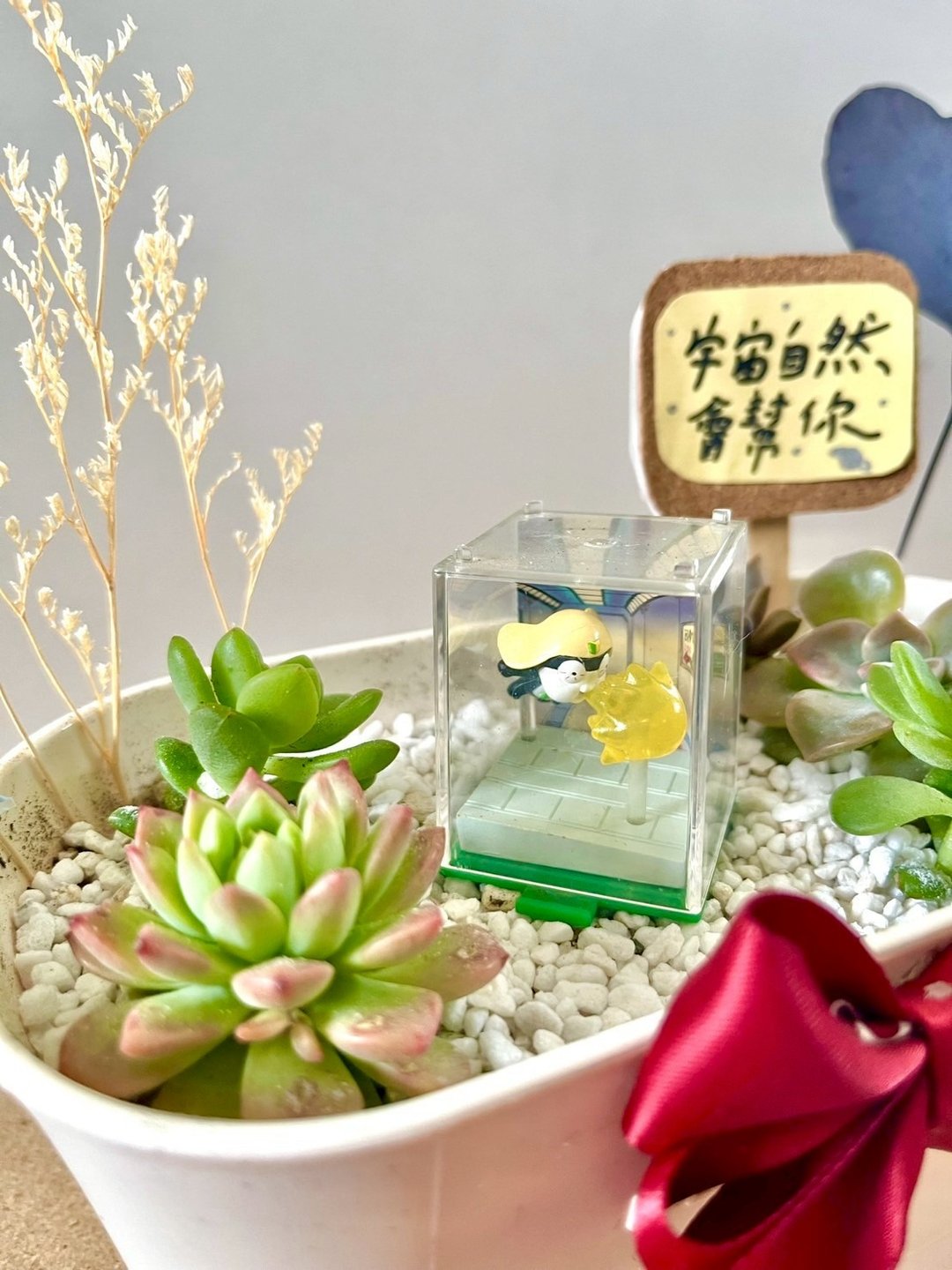 Tamama K隆星人 多肉组盆 多肉植物 晋升礼物 军人礼物 祝福晋升 - 植栽/盆栽 - 植物．花 绿色
