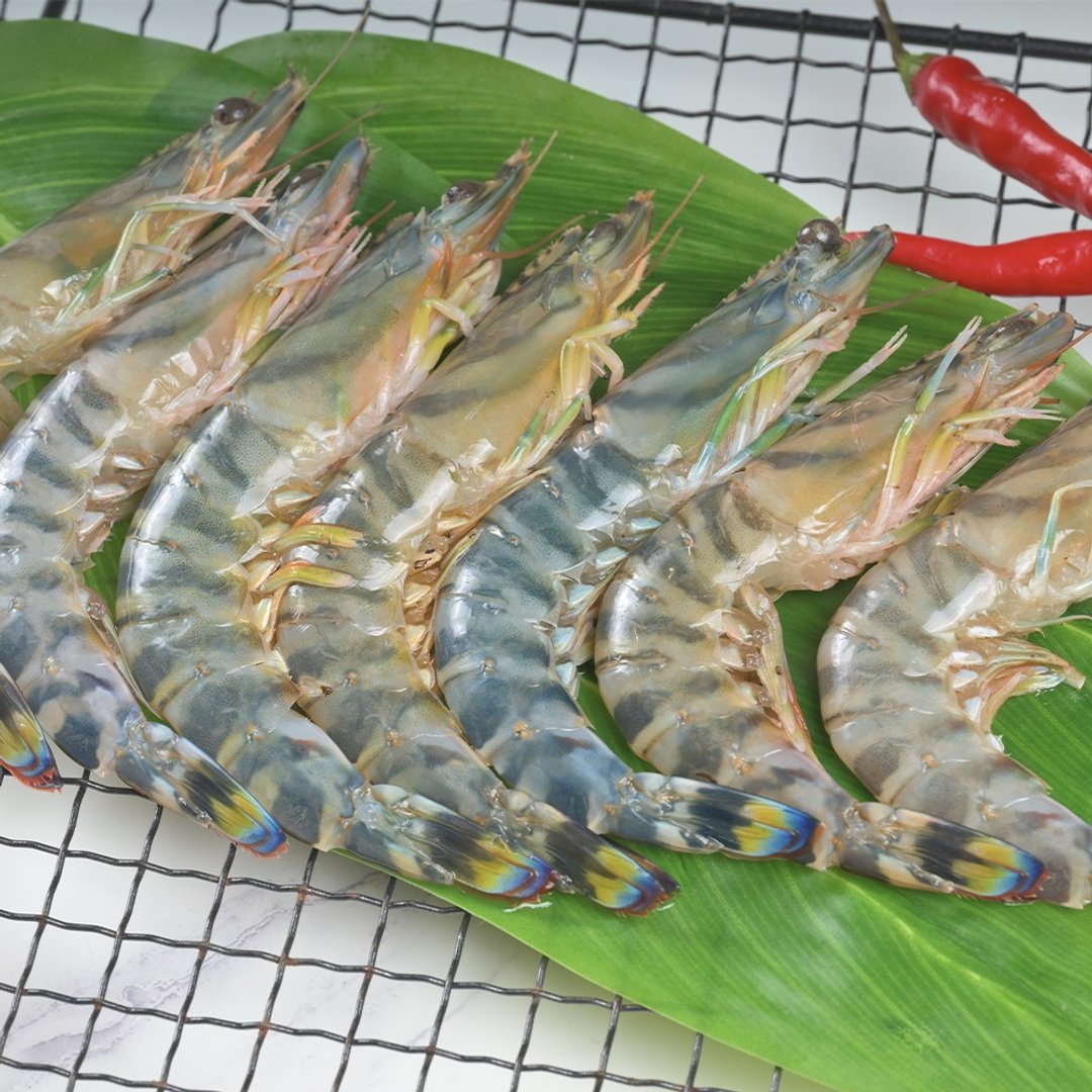 斑彩车海老 斑节虾 - 其他 - 新鲜食材 金色