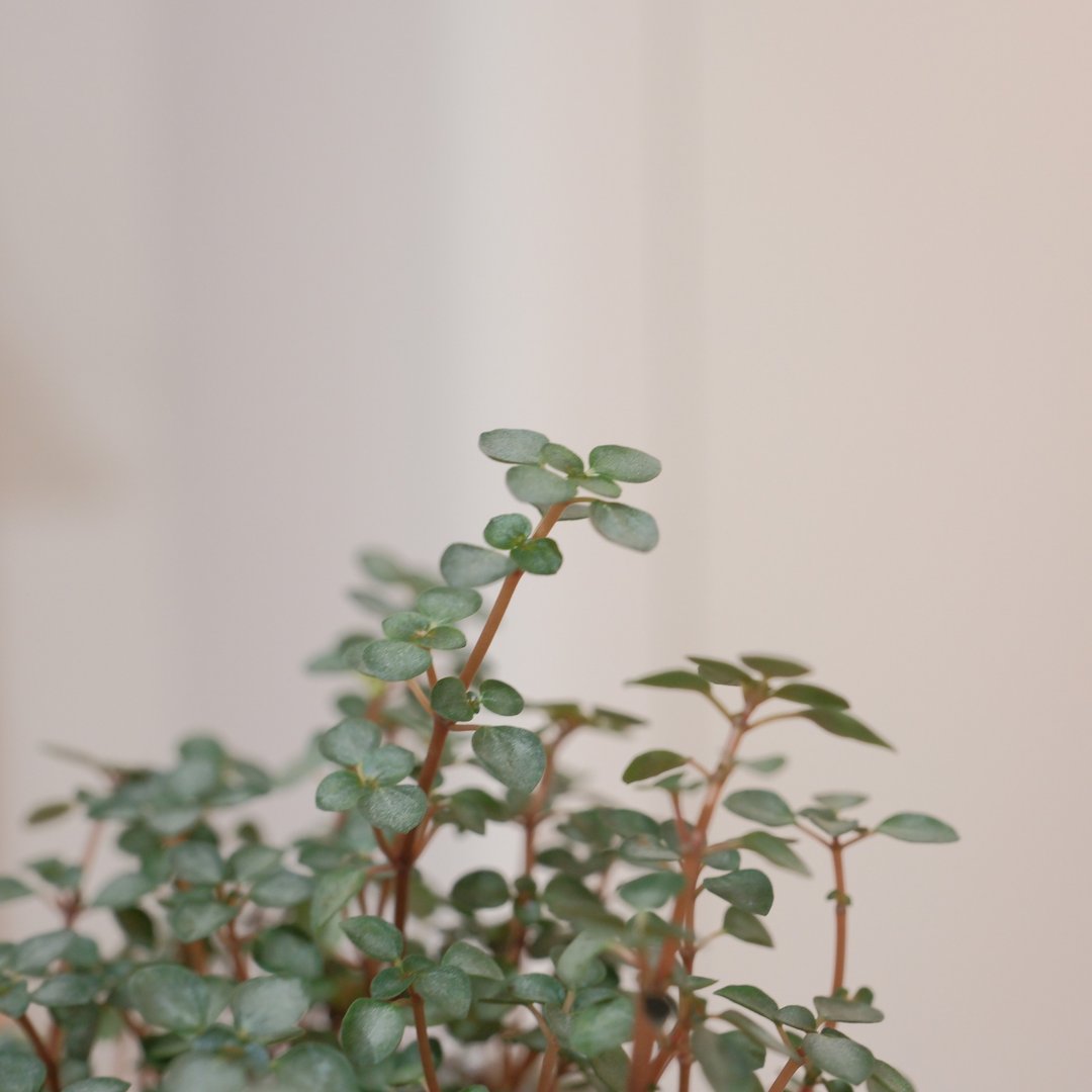 灰叶冷水花 - 植栽/盆栽 - 植物．花 