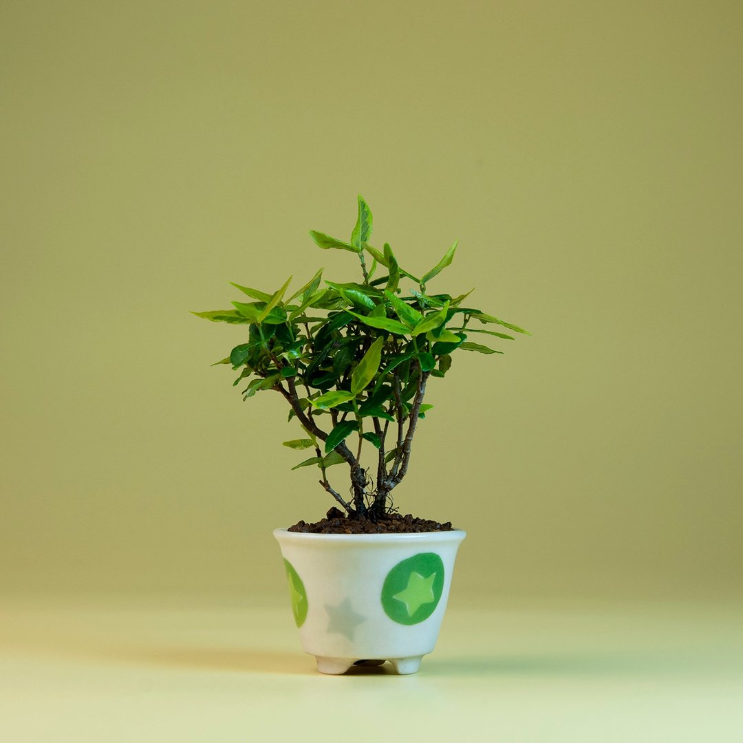 【日本植物】缩缅葛 小品盆景 居家 阳台 窗台植物 - 植栽/盆栽 - 植物．花 