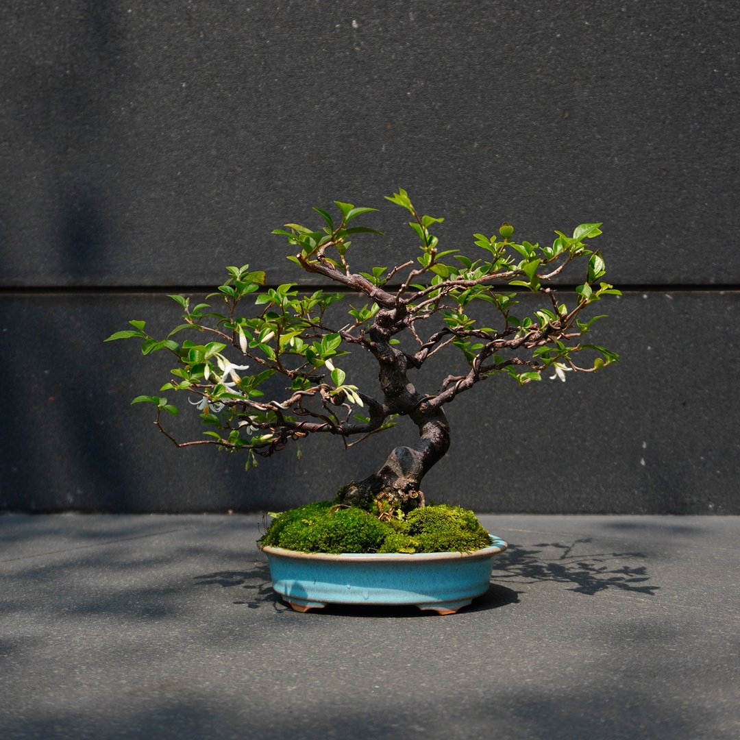 日本齐敦果 美功 ほりえびこう盆钵∣展览级盆景树 - 植栽/盆栽 - 陶 