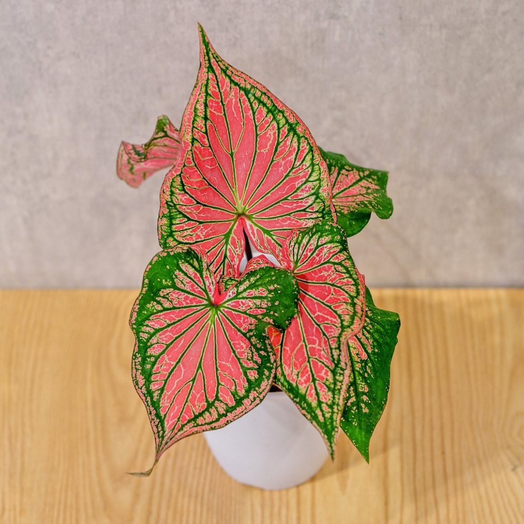 粉红佳人 彩叶芋 日式塑陶盆 室内植物 观叶植物 礼物 办公室小物 - 植栽/盆栽 - 植物．花 