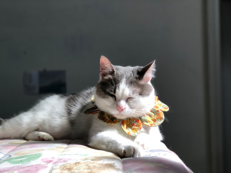 阿幻家 大肠花圈-来自乡村的熊 手工特制宠物项圈 - 项圈/牵绳 - 棉．麻 橘色