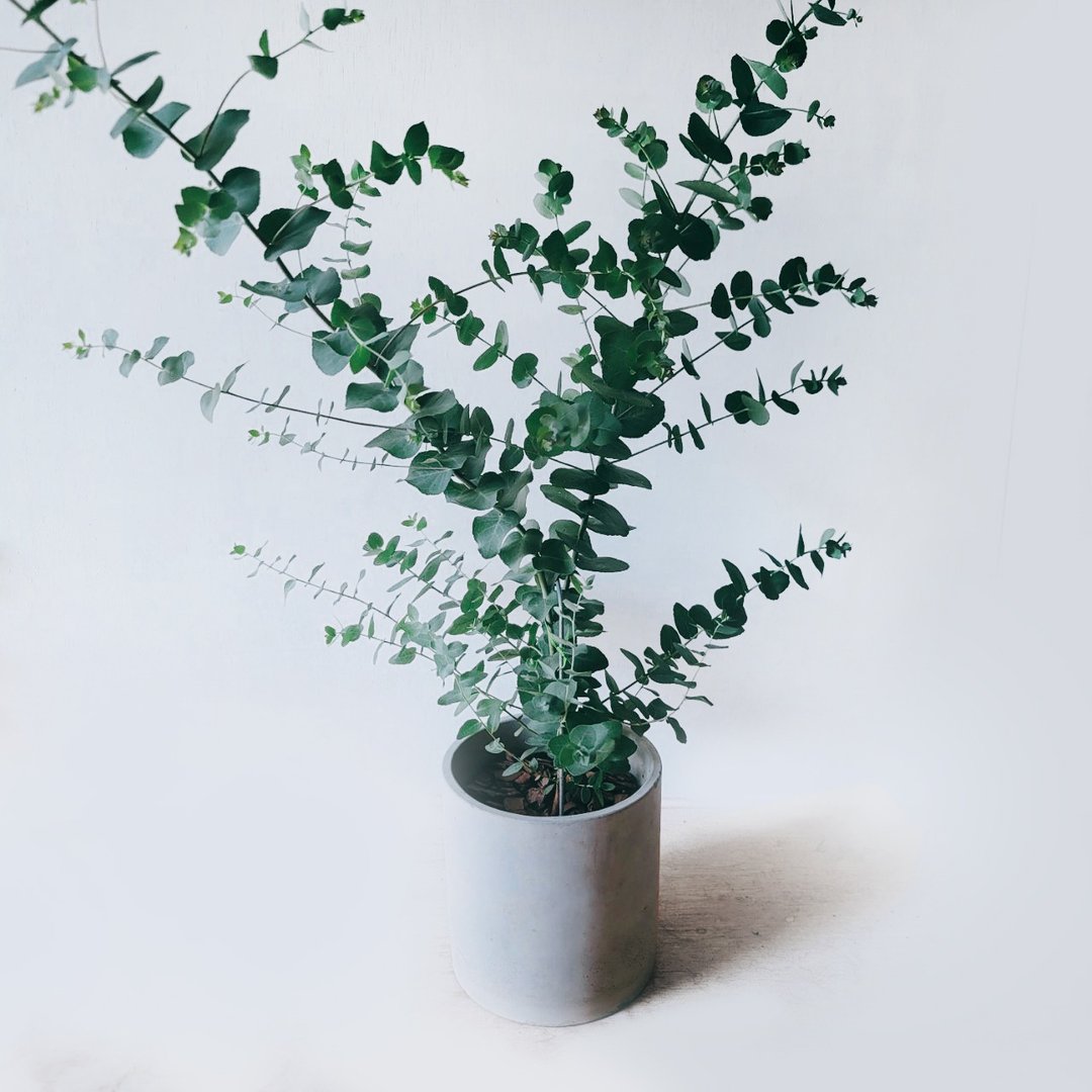 苹果/蓝冰/多花垵/小叶垵 尤加利 - 植栽/盆栽 - 水泥 