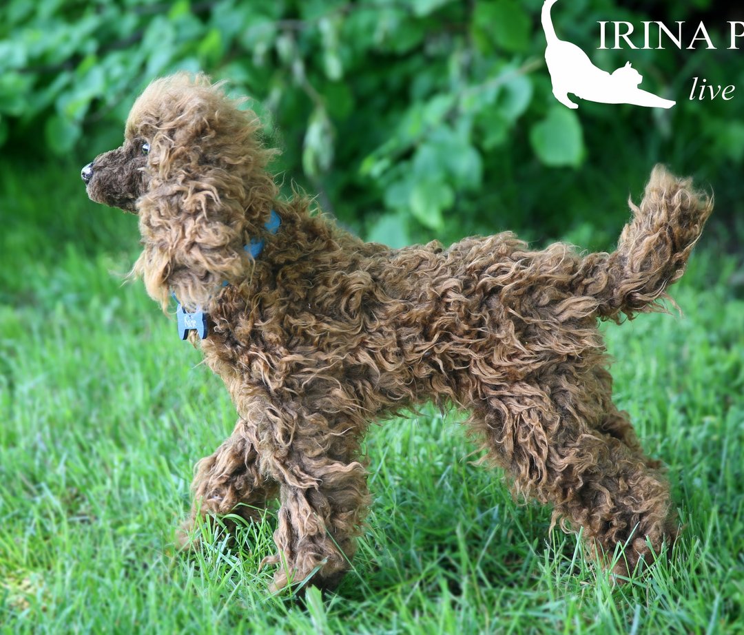 Poodle realistic plush toy - 玩偶/公仔 - 其他材质 咖啡色