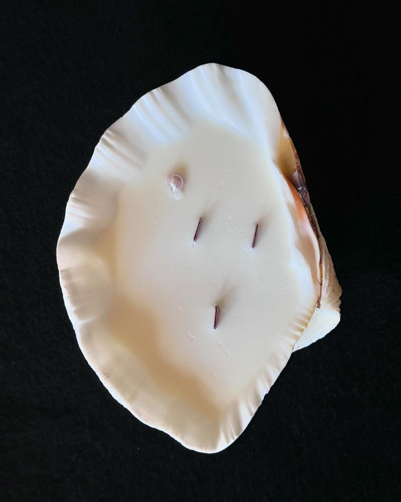 关于小三的圣地牙哥的贝壳蜡烛-21 - 香薰/精油/线香 - 贝壳 白色