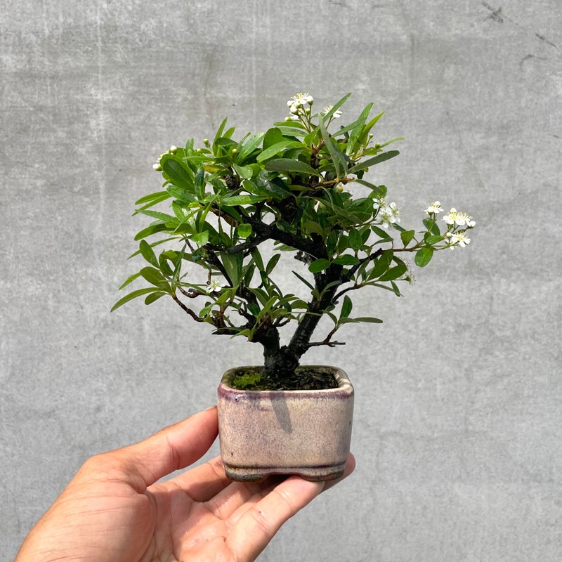 小品盆栽-红果状元红 盆景 老欉 迷你 - 植栽/盆栽 - 植物．花 