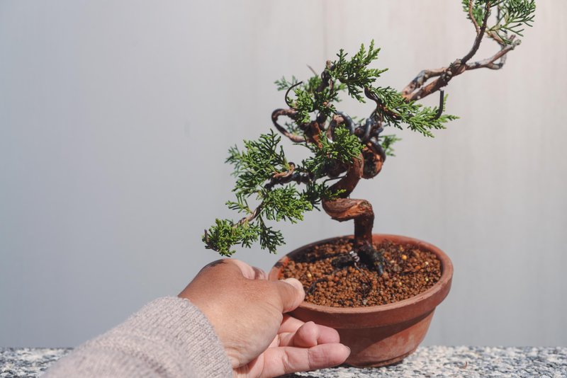 系鱼川真柏造型盆栽 枝干弯曲幅度大变化多 - 植栽/盆栽 - 植物．花 绿色