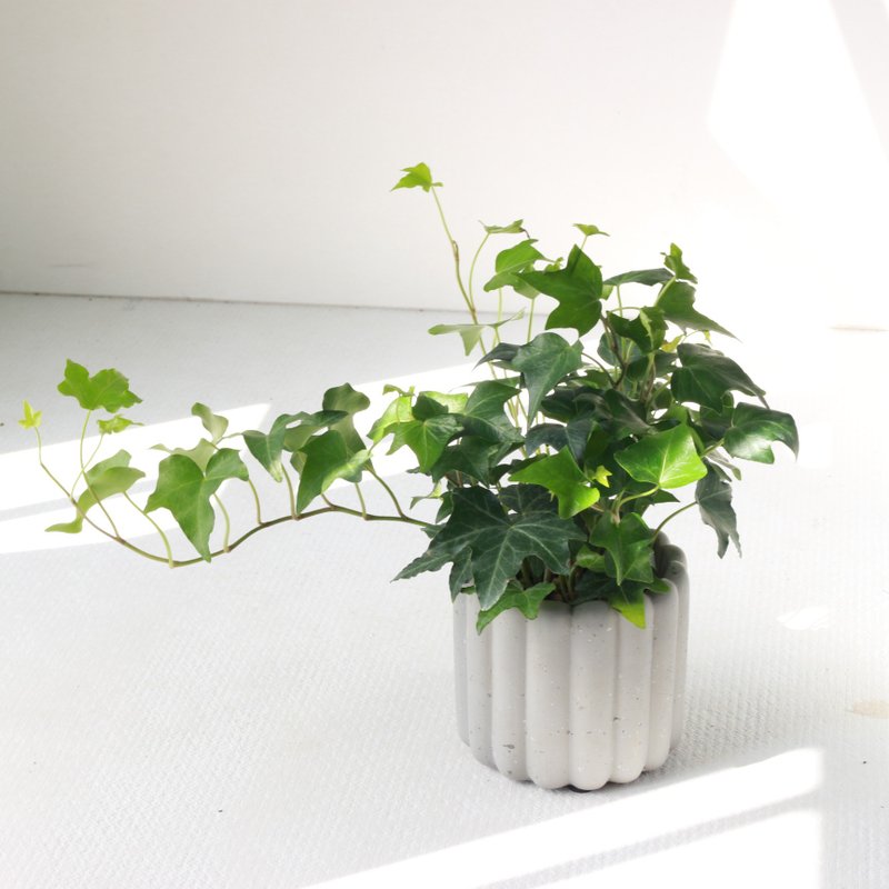 植栽 盆栽 l 纯绿常春藤 手指饼干水泥盆  小绿星星叶片 散光 - 植栽/盆栽 - 水泥 