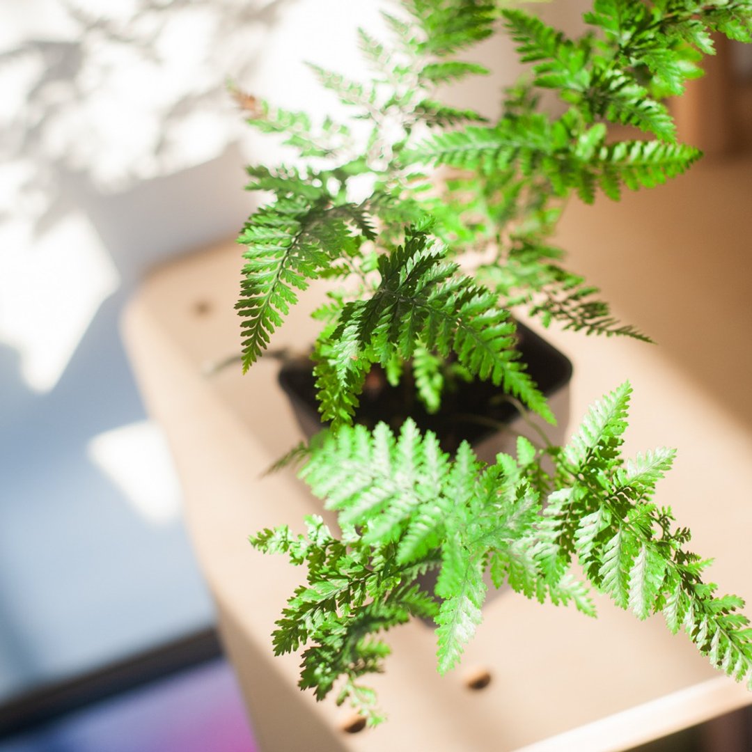 兔脚蕨 | 耐阴植栽 | 新手蕨类 | 办公室盆栽 - 植栽/盆栽 - 植物．花 绿色