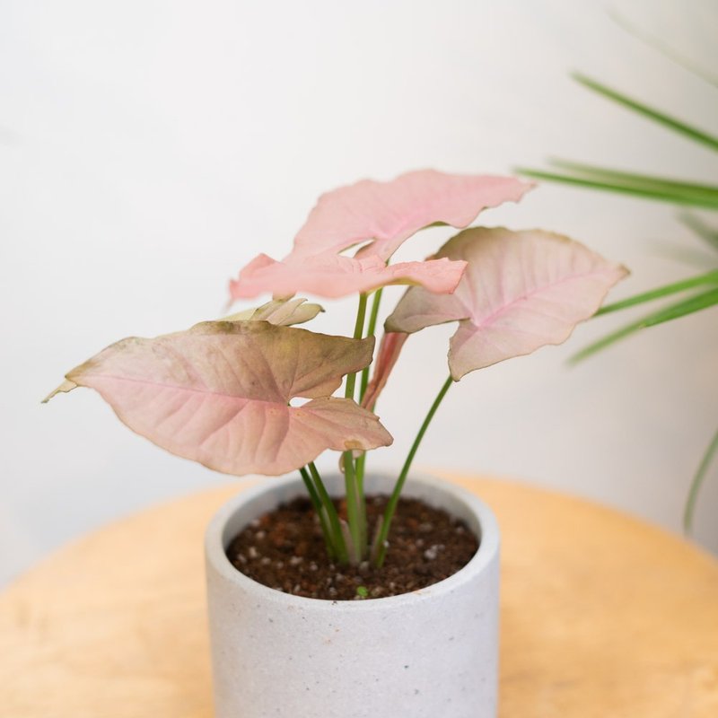 粉红佳人 - 植栽/盆栽 - 植物．花 粉红色